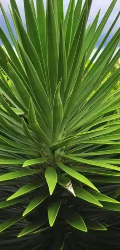 Vibrant green palm leaf wallpaper for mobile phones.