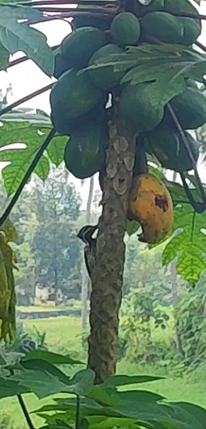 Mobile wallpaper with a lush papaya tree and green foliage.