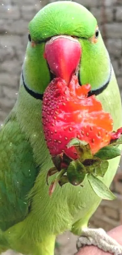 Green parakeet holding a red berry in its beak, perched on a hand.