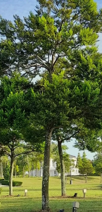 Serene park with a tall green tree in sunlight.