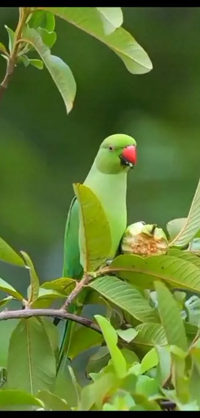 Green parrot perched on leafy branch in nature.