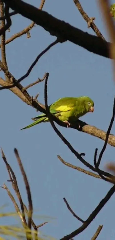 Vibrant green parrot perched on a tree branch with a clear blue sky backdrop.