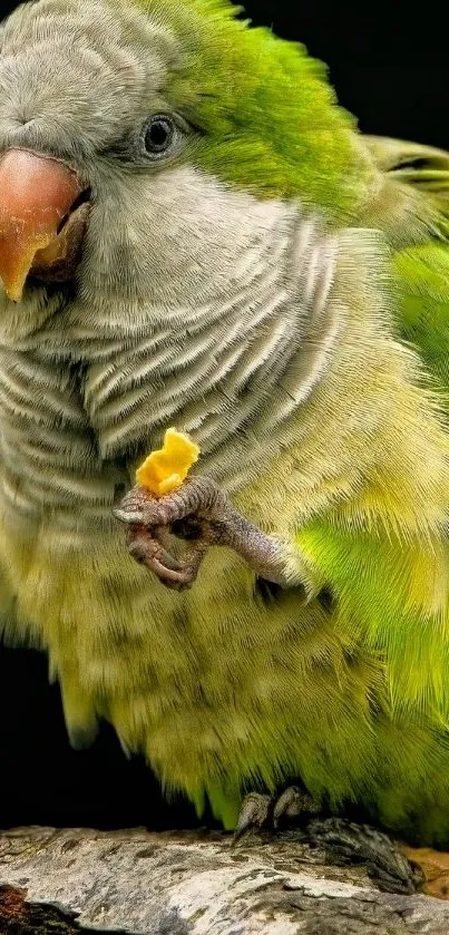 Close-up of a green parrot holding a small yellow snack.