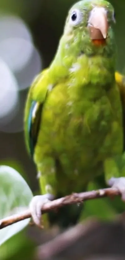 Green parrot perched on branch amidst lush green foliage.