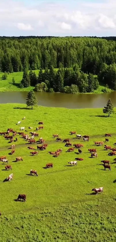 Wallpaper of cows grazing in a green field near a serene lake.