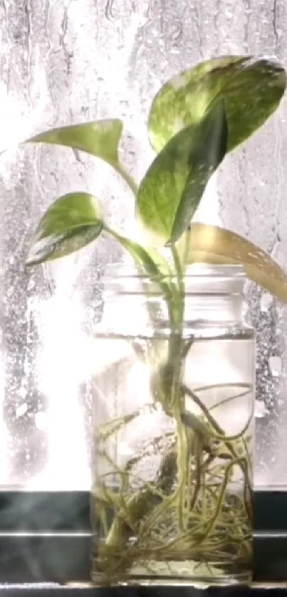 Green plant in glass jar with misty window background.