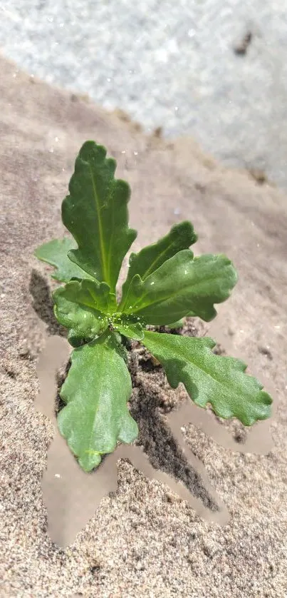 Green plant emerges from sandy ground with textures.