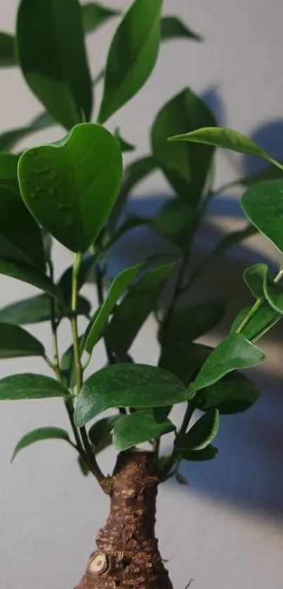 Green leafy plant in natural light wallpaper.