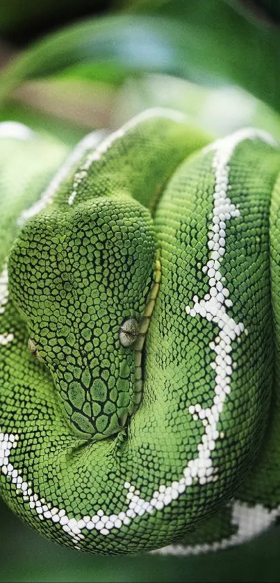 Coiled green python in dense foliage wallpaper.