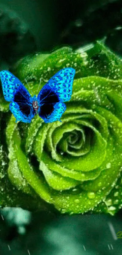 Green rose with blue butterfly on dewy leaf background.