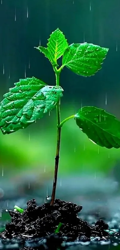 Green sapling in the rain with lush leaves.