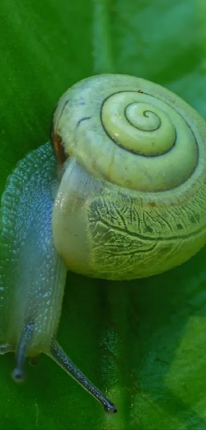 Green snail resting on a leaf as a mobile wallpaper.