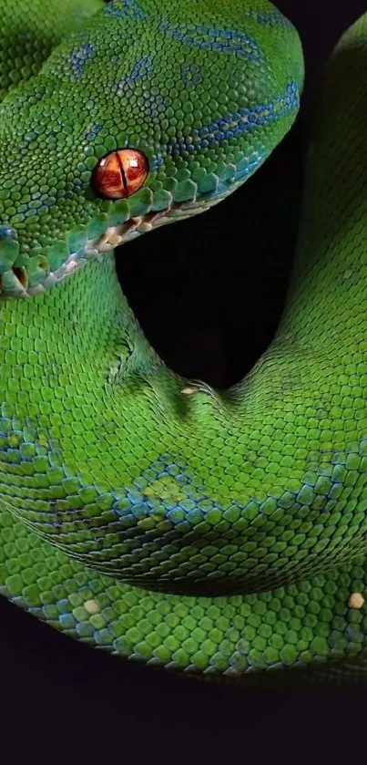 Vibrant green snake with orange eyes against a dark background.