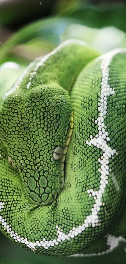 Close-up of green snake coiled in natural setting, with vivid scale details.