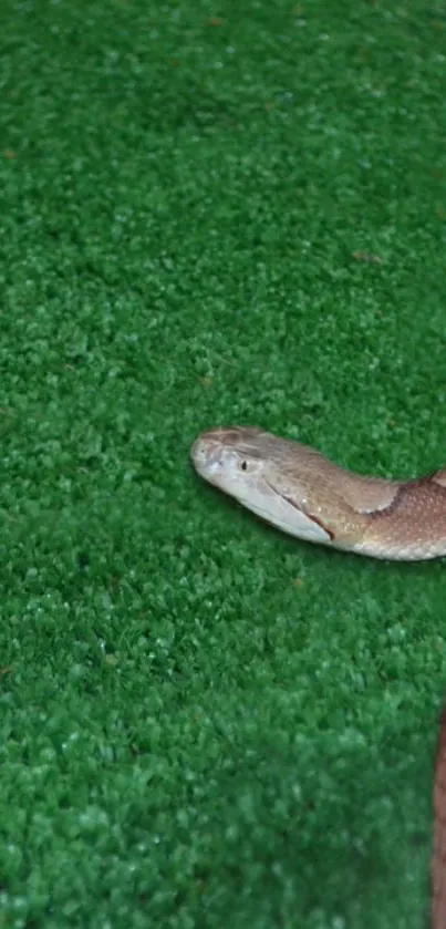 Snake coiled on vibrant green grass wallpaper.