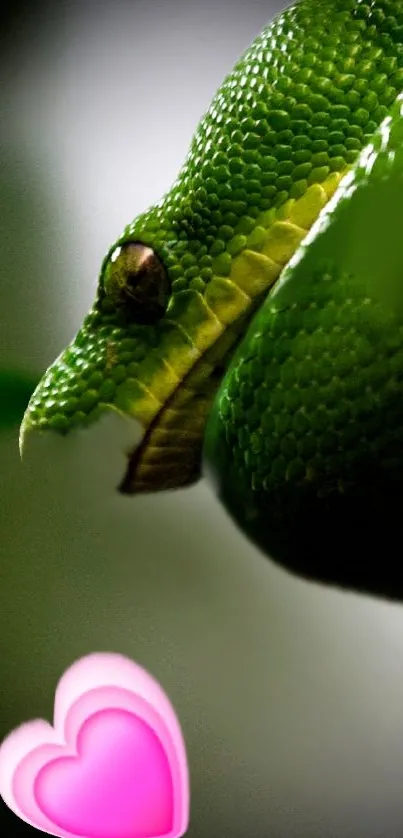 Close-up of a green snake with a pink heart.