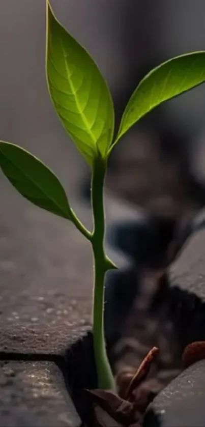 Green sprout emerging from asphalt crack, symbolizing resilience.