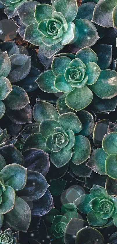 Teal green succulent leaves mobile wallpaper.