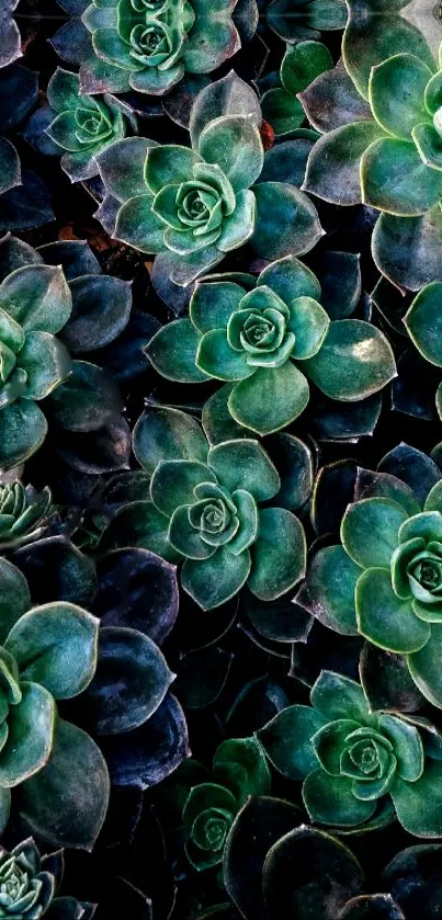 Lush green succulents create a vibrant phone wallpaper.