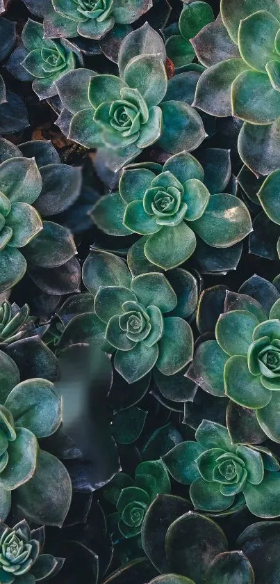 Green succulent pattern wallpaper with lush leaves.