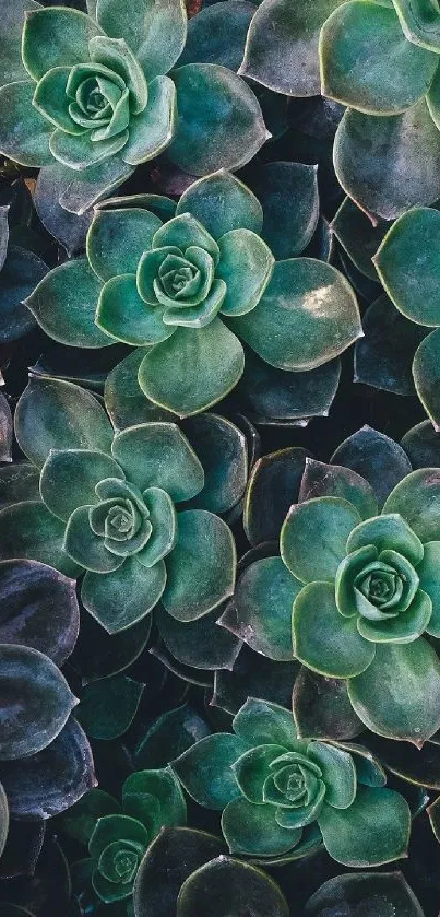 Green succulent pattern wallpaper for mobile screens.