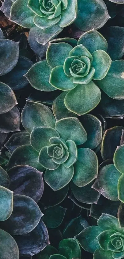 Green succulent pattern mobile wallpaper.