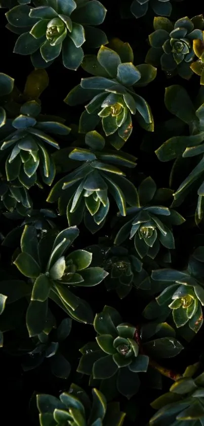 Close-up of dark green succulents forming a lush pattern.