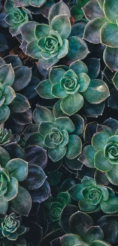 Close-up of vibrant green succulent plants forming a lush pattern.