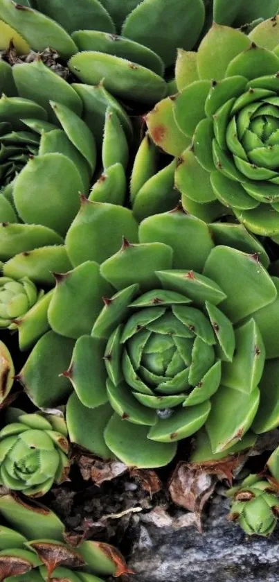 Green succulent close-up mobile wallpaper with vibrant leaves.