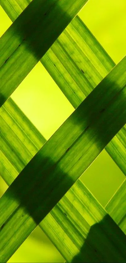 Green Terrestrial Plant Line Live Wallpaper