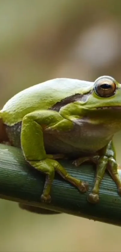 A vibrant green tree frog perched on a branch, ideal for nature lovers' phone wallpaper.