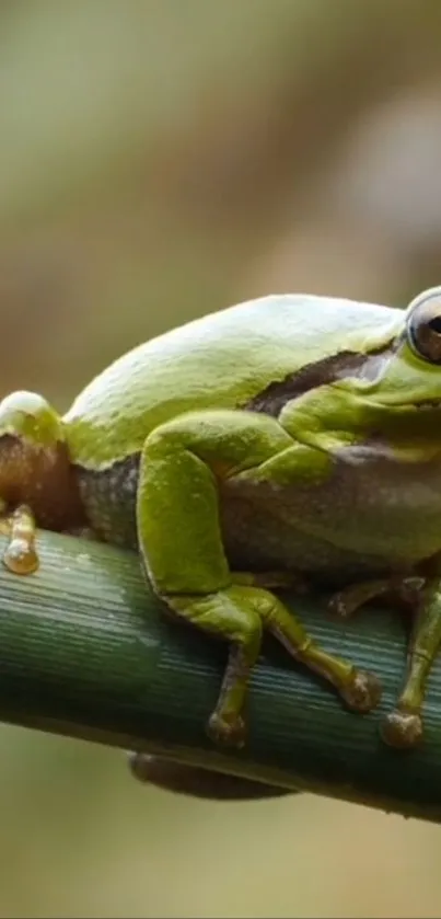 Green tree frog sitting on a branch, close-up view.