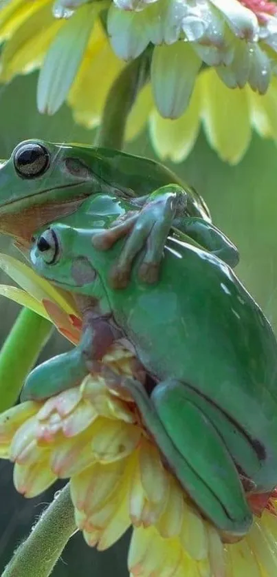 Two green tree frogs sitting on vibrant flowers in the rain.