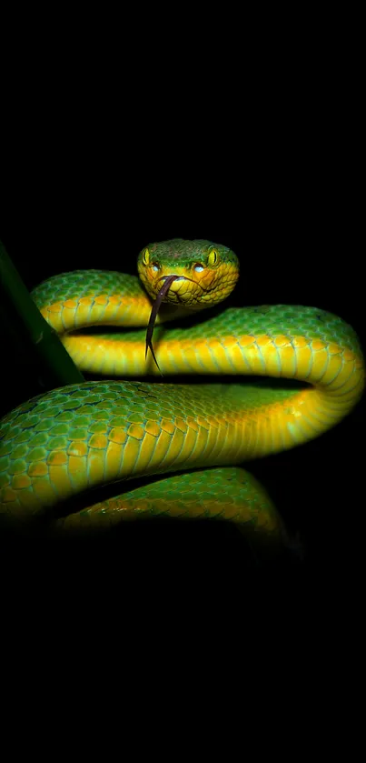 Green viper coiled on black background, vivid details.