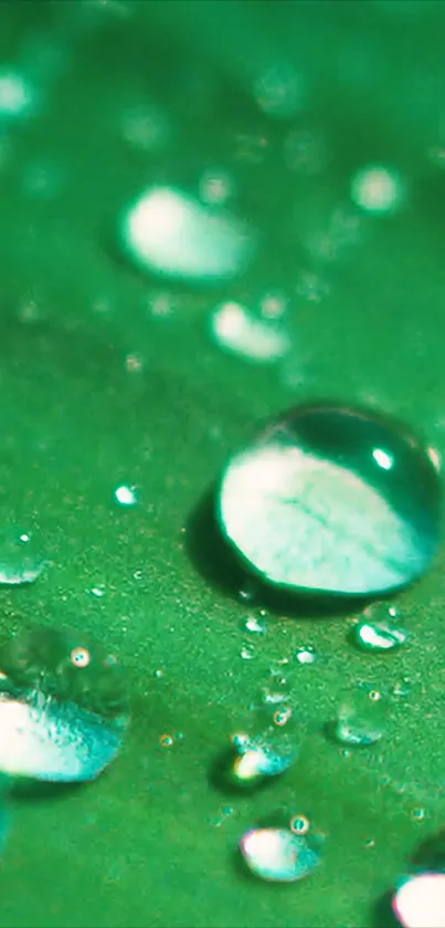 Close-up of green water droplets on a smooth surface wallpaper.