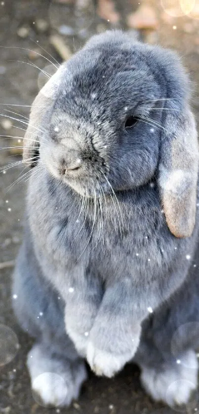 Adorable grey bunny sitting upright on a textured surface.