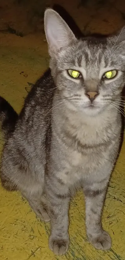 Grey cat sitting on a yellow floor with vibrant eyes, perfect for mobile wallpaper.