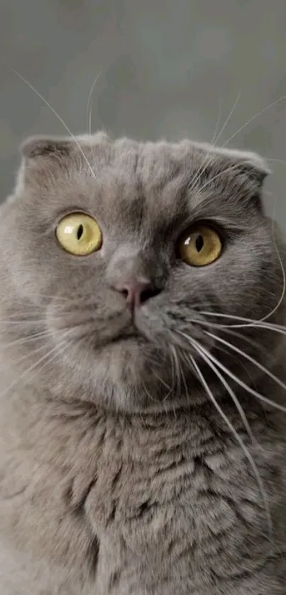 Grey Scottish Fold cat with golden eyes, perfect mobile wallpaper.