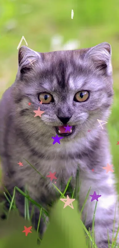 Cute grey kitten walking through green grass with colorful star accents.