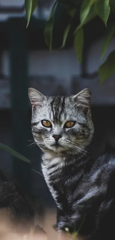 Grey tabby cat with amber eyes, sitting elegantly outdoors.