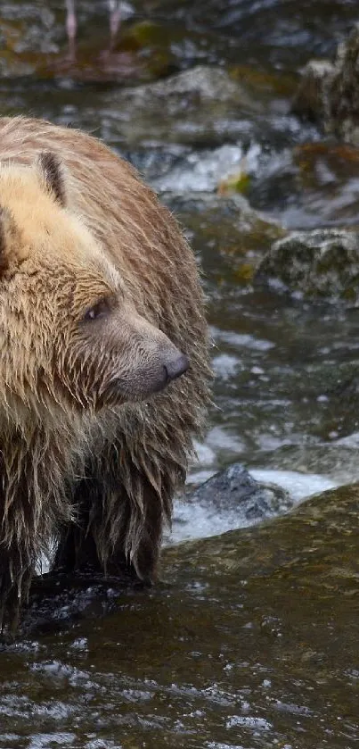 Grizzly bear standing on rocks by the river in a natural setting.