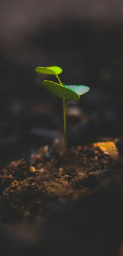 Seedling growing in dark soil, symbolizing nature and growth for mobile wallpaper.