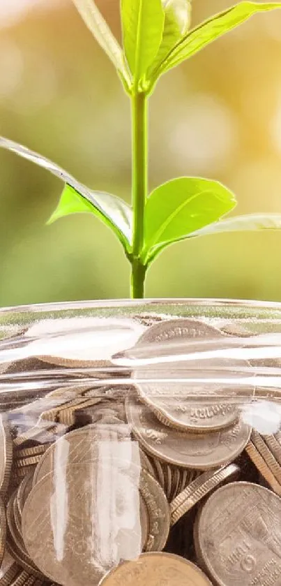 Green plant growing in a jar of coins, symbolizing financial growth.