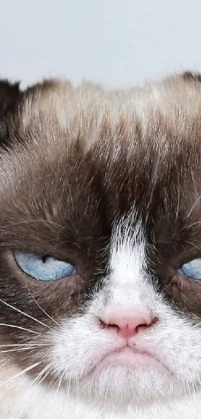 Grumpy Cat's iconic frown portrait on wallpaper.