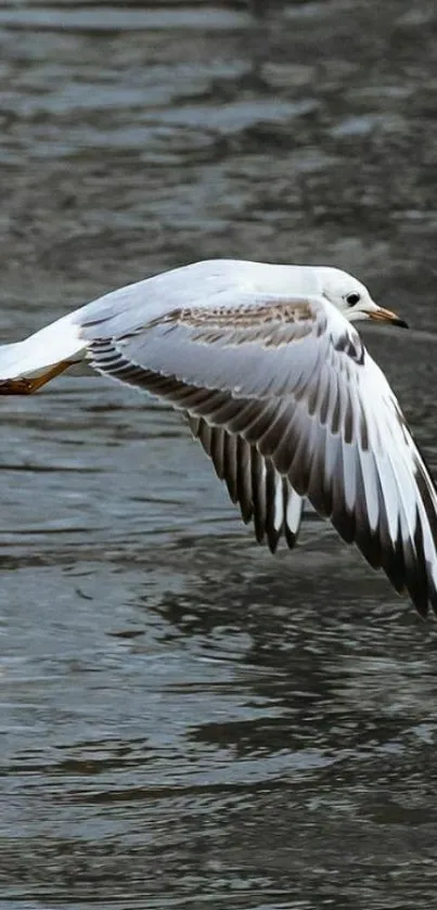 White gull flying over calm gray water.