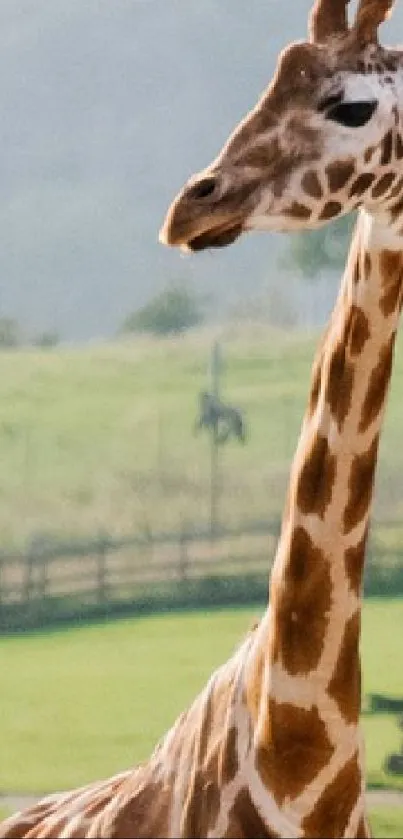 Hair Giraffe Head Live Wallpaper