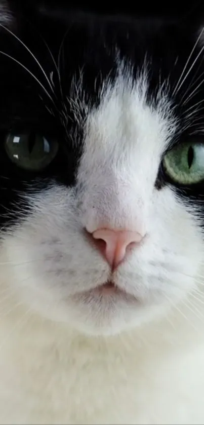 Hair Head Cat Live Wallpaper