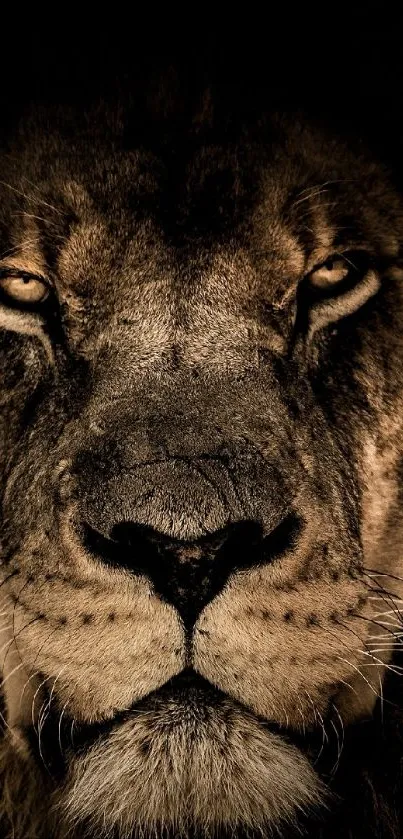 Hair Head Eye Live Wallpaper