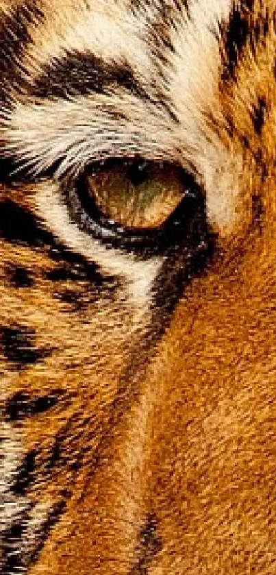 the great tiger eye Live Wallpaper