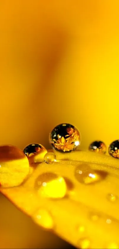 reflection flower Live Wallpaper